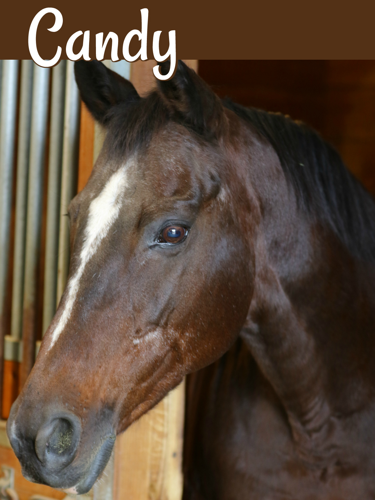 Horses - Ready Set Ride